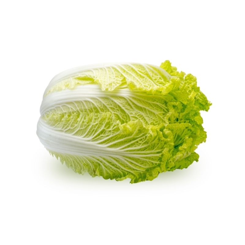 Chinese Cabbage 