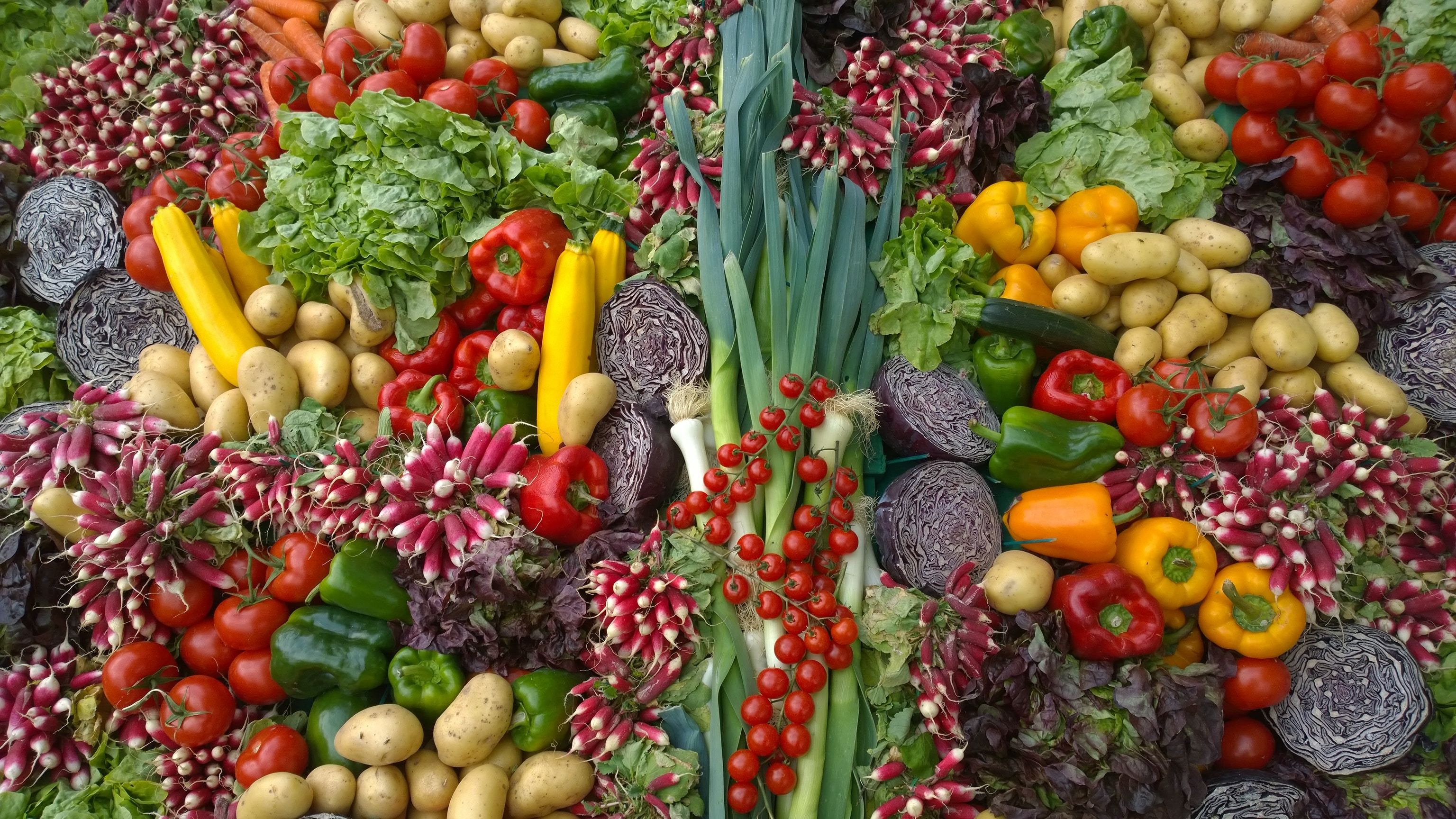 Farmer harvesting tomatoes